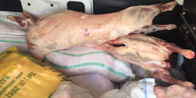 Steril olmayan şartlarda taşınan etler imha edildi!