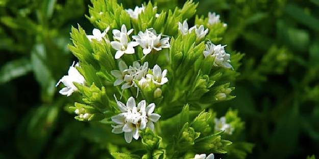 Stevia bitkisi nedir, faydaları nelerdir?