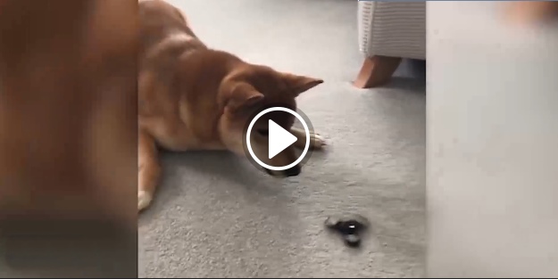 Stres çarkını görünce deliye döndü