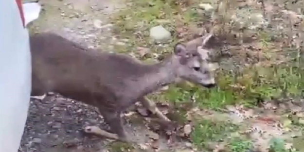 Strese giren karaca doğaya salındı