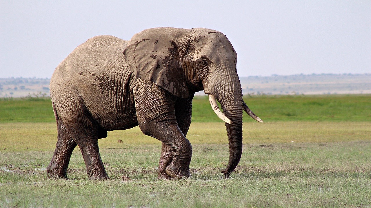 "Stresli Fil" turisti öldürdü, bakıcı suçlandı