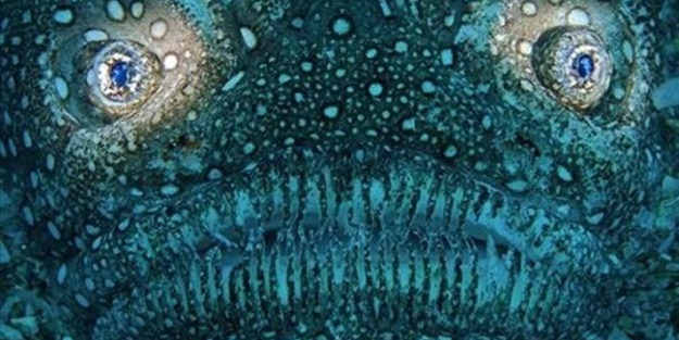 Su altı dünyasından harika kareler