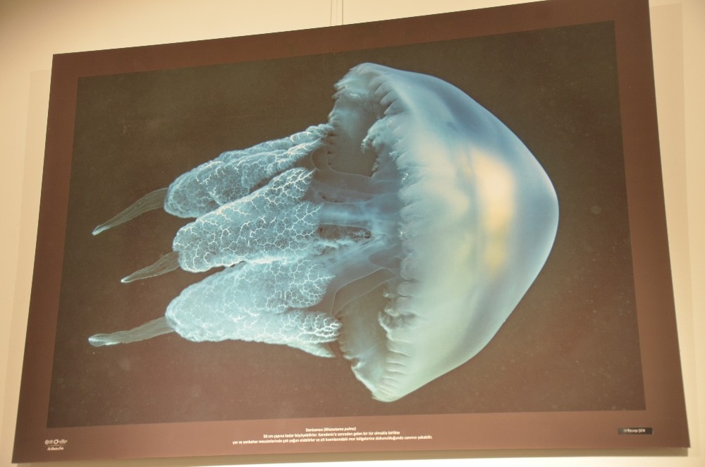 Su altı sanatla buluştu 