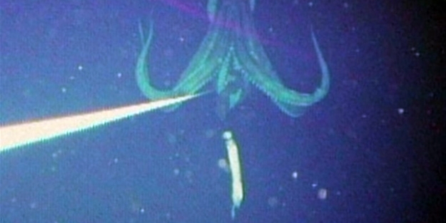 Su altında çekilmiş inanılmaz kareler