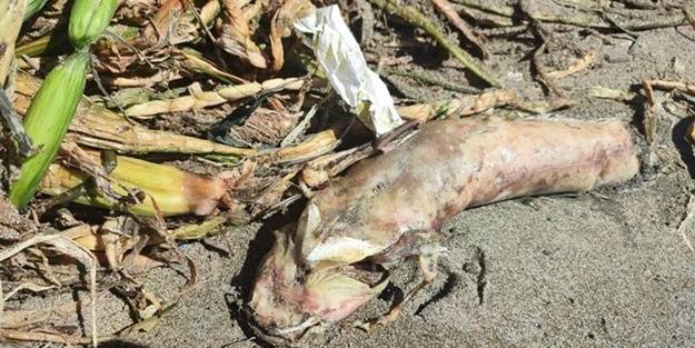 Su canavarları sahili kapladı! 'Şok olduk'