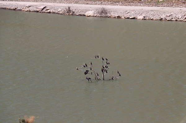 Su debisi düştü ağaç karabataklara sığınak oldu