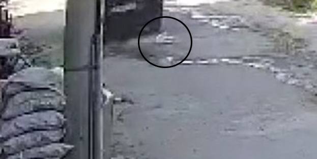 Su içen kediyi böyle ezdi!