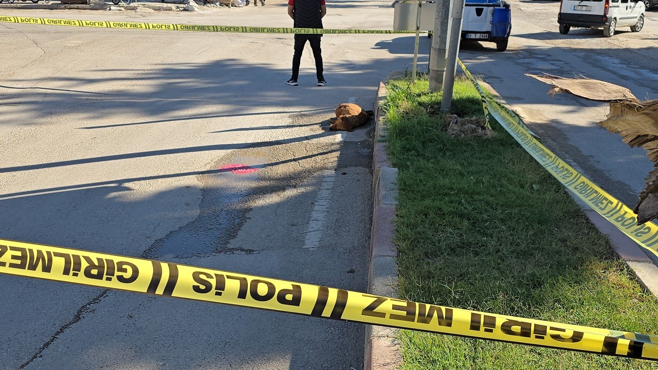 Su içen köpek feci şekilde can verdi!