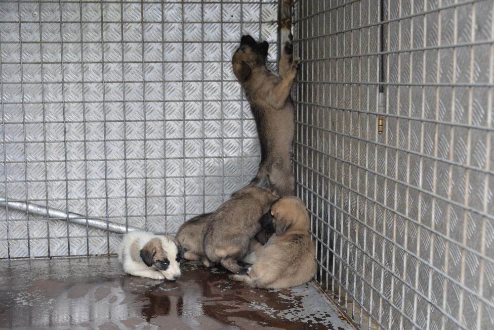Su kanalına düşen yavru köpekler kurtarıldı 