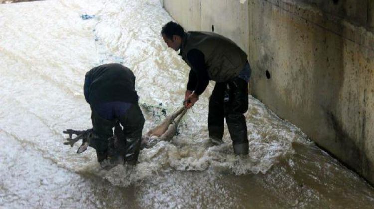 Su kanalına düştü! Balık ağıyla kurtardılar