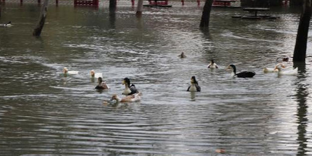 Su kaynağı taştı, kuğu ve ördekler mesire alanında yüzdü