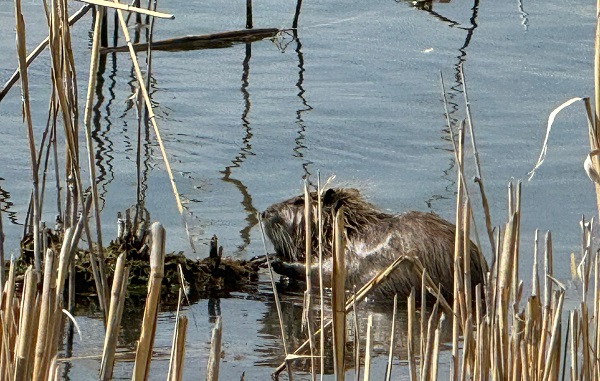 Su maymunları böyle görüntülendi