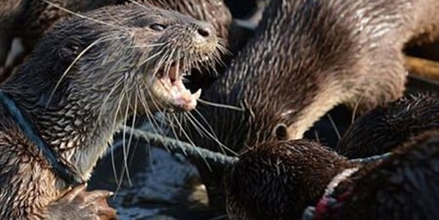 Su samurlarından inanılmaz balık avlama yöntemi