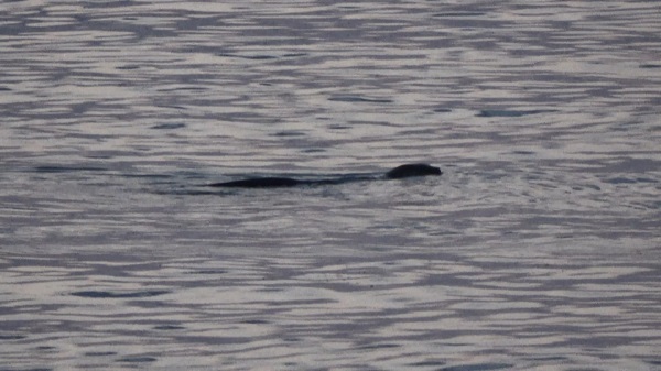 Su samuru avlanırken yakalandı