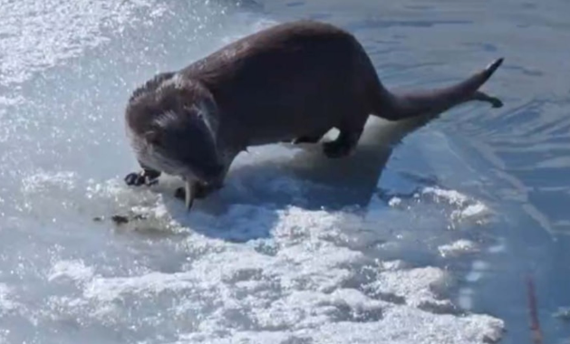 Su samuru balık avlarken kameralara yakalandı