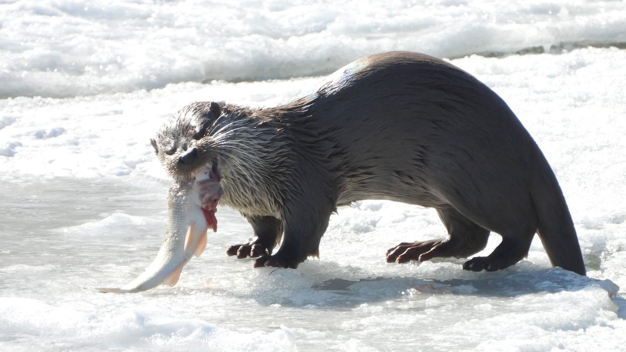 Su samuru balık avlarken kameralara yakalandı