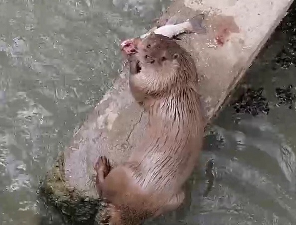 Su samurunun balık avı görüntülendi