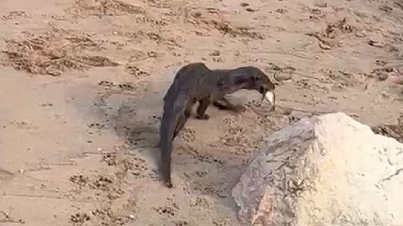 Su samurunun nefes kesen balık avı