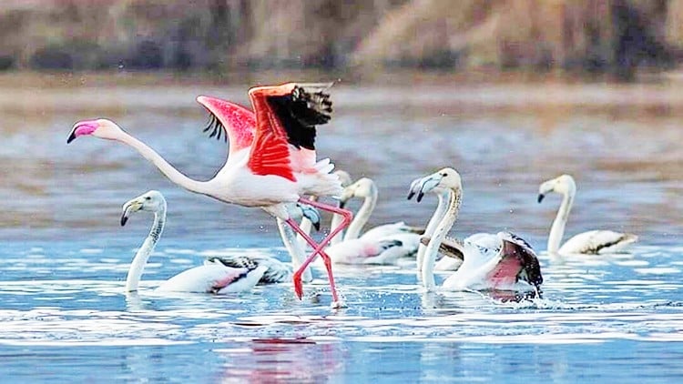 Su sondajları kuraklığı körükledi: Göl ve flamingolar yok olmakla karşı karşıya
