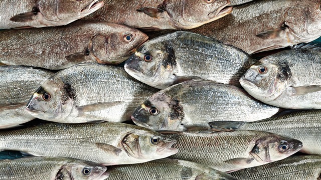 Su ürünleri desteklemelerine ilişkin esaslar belli oldu