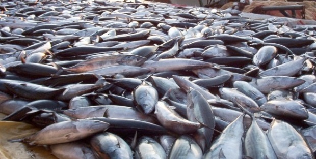 Su ürünleri ihracatında rekor artış