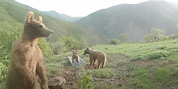 Su yalağında oynayan ayılara Bakan Pakdemirli'den yorum