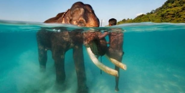 Sualtı dünyasından ilginç kareler - FOTO