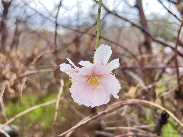 Şubat ayında ağaçlar çiçek açtı!
