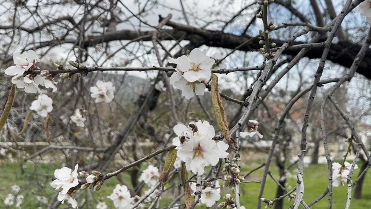 Şubat ayında badem ağaçları çiçek açtı