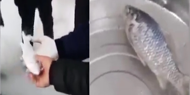 -40 derecede dondurulmuş balık işte böyle canlandı...