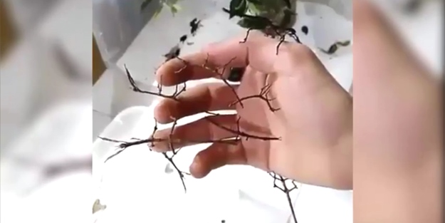 Çalıların içindeyken kim bu hayvanı çalıdan ayırabilir ki!