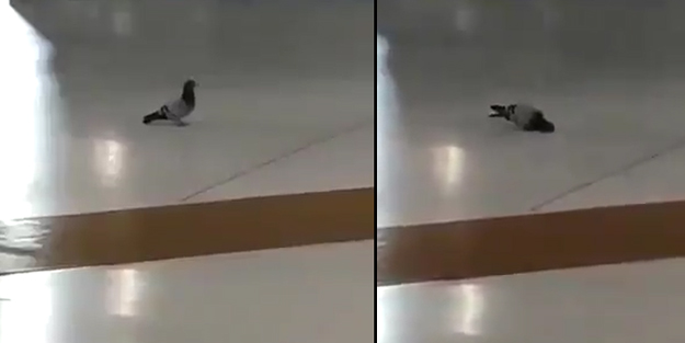 Subhanallah! Kabe'de güvercin yaptığıyla hayrete düşürdü
