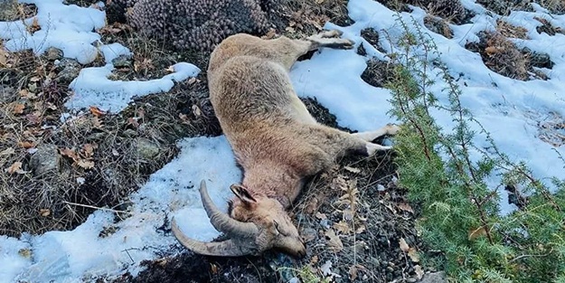 Suç üstü yakalandılar! 38 bin 559 lira para cezası