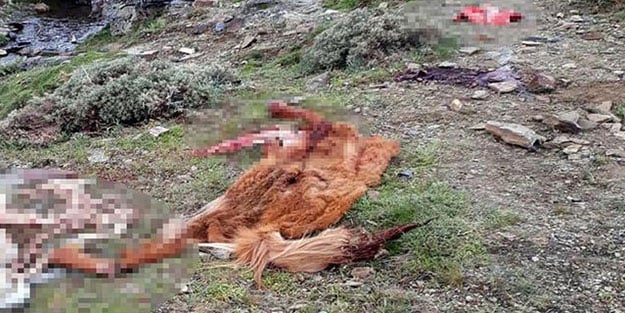 Suçüstü yakalandılar! Yüzlerce kilo at eti ele geçirildi
