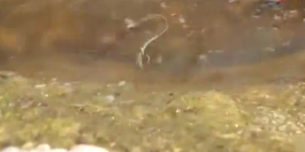 Suda ölümcül mücadele/VİDEO