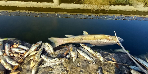 Suda tedirgin eden görüntü! Binlercesi ölü halde kıyıya vurdu