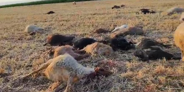 Suda zirai ilaç paniği! Hayvanlar 5 dakika içinde telef oldu