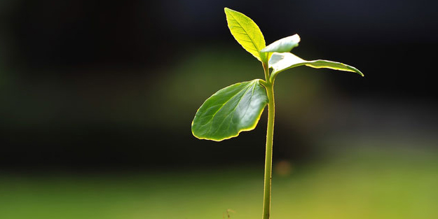 Sudan elektron almak güneşi kullanıyor! Bilim insanları kazara keşfetti: Fotosentez bildiğiniz gibi değil! Herkes şaşkın
