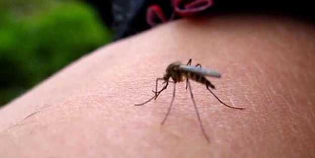 Sudan’da Chikungunya ateşi hastalığı tehlikesi