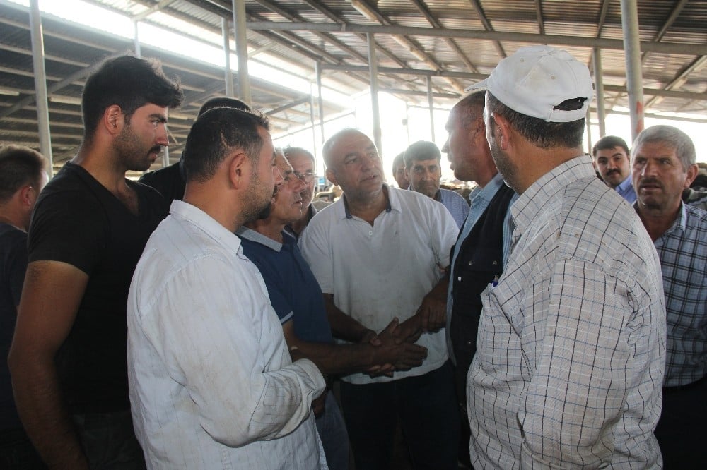 Şuhut Hayvan Borsası’nda kurban pazarı hareketliliği 