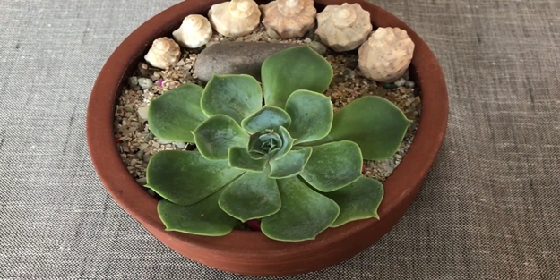  Sukulent bitkisi nedir? Nasıl çoğalır?