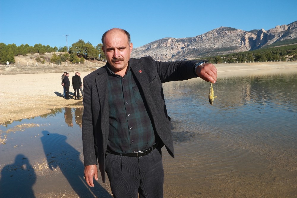 Sulama göletinde balıklar kıyıya vurdu 