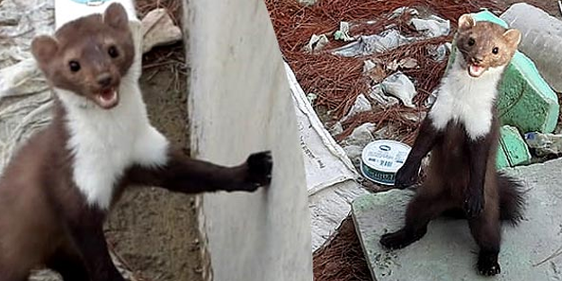 Sulama havuzuna düşen sansar, vatandaşlar tarafından kurtarıldı