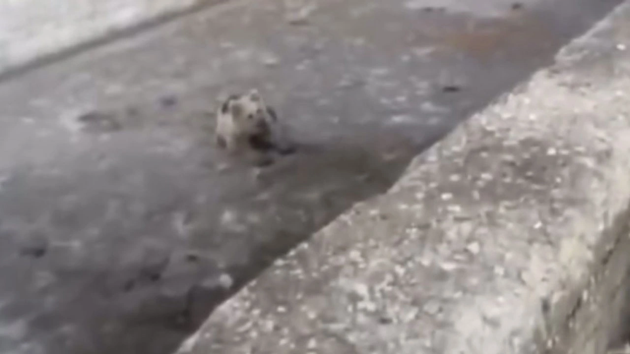 Sulama havuzuna düşen yavru ayı böyle kurtarıldı