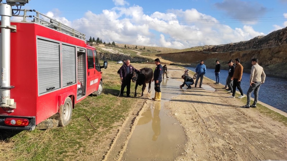 Sulama kanalına düşen ineği itfaiye ekipleri kurtardı 
