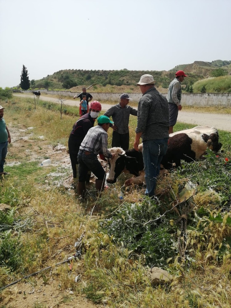 Sulama kanalına düşen ineği itfaiye ekipleri kurtardı 