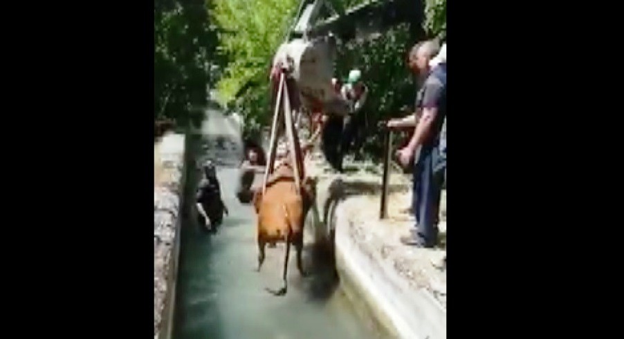 Sulama kanalına düşen ineği itfaiye kurtardı 