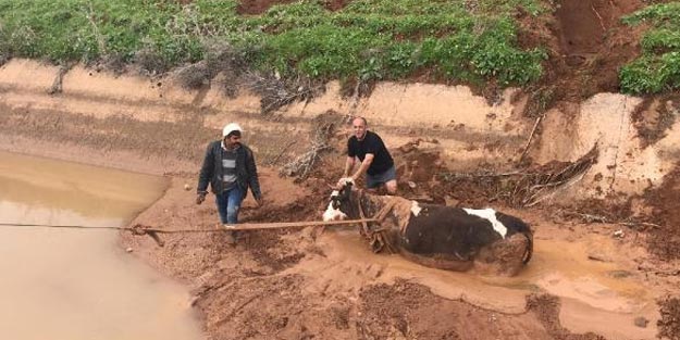 Sulama kanalına düşen ineği itfaiye kurtardı