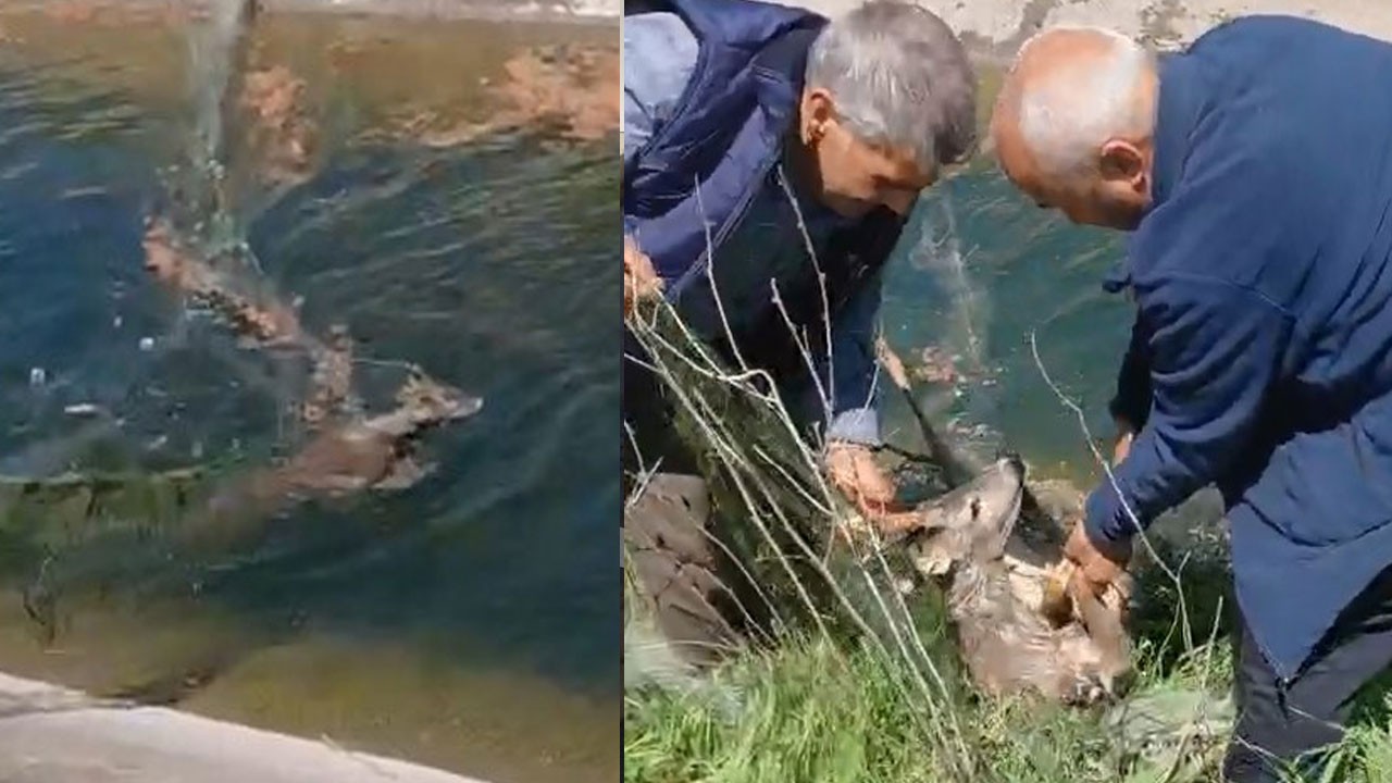 Sulama kanalına düşen karacayı vatandaşlar kurtardı