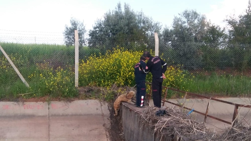 Sulama kanalına düşen köpek kurtarıldı 